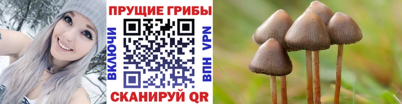даркнет телеграм  Усть-Кут  Псилоцибиновые грибы прущие грибы 